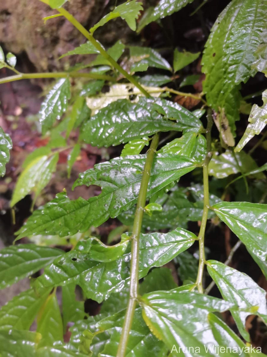 Elatostema acuminatum (Poir.) Brongn.